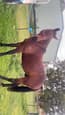 Horse for sale $1000 (photo 2)