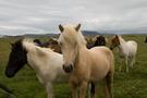WTB: Pony to suit novice rider