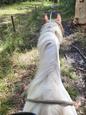 Quarter Pony Gelding (photo 3)