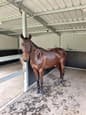 COW PONY Quarter horse mare (photo 3)