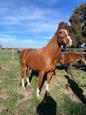 Chestnut TB Mare (photo 1)