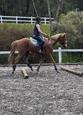 Flashy Pony Club prospect gelding (photo 1)