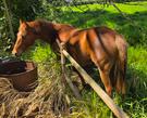 Horse for sale (photo 1)