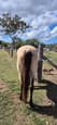 Buckskin qhx mare (photo 3)
