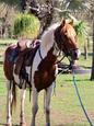 Horses & Projects for Sale (photo 2)