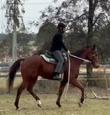 Lovely big TB gelding (photo 1)