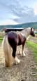 Gypsy Cob Stallion service (photo 2)