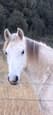 Bluebell 7-Year-Old Grey Waler Mare (photo 3)