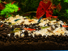 Guppies / Guppy - Rainbow Tiger, Red Koi | Fish | Gumtree Australia ...