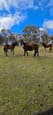 Horses for good home (photo 1)