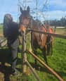 Beautiful Standard bred mare (photo 1)