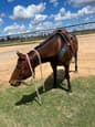Thoroughbred Bay gelding (photo 2)