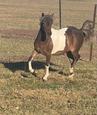 Miniature and Small Horse (photo 1)