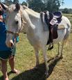 Stock horse x paint (photo 1)