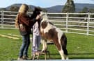 Stunning rising 2yo Gypsy Cob x Welsh pony (photo 3)
