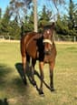 7yr old bay OTTB mare (photo 2)