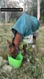 15 year old, 14hh quarter/stock horse (photo 1)