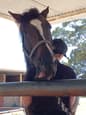 EOI  Brood, Teaser, or Project mare (photo 3)