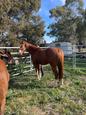 Chestnut TB Mare (photo 3)