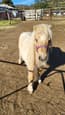 Palamino minature stallion (photo 3)
