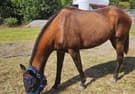 9yo 16hh OTTB Mare - Project Horse (photo 3)