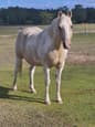 Palomino Pinto Mare