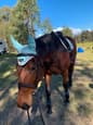 thoroughbred mare (photo 2)