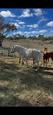 8 month old qh x palomino filly (photo 2)