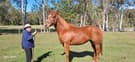 Thoroughbred Broodmare  Sunshine Daisy (photo 2)
