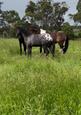 Appaloosa gelding (photo 1)