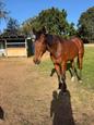 TB gelding. Just retired from racing. (photo 1)