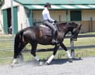 Warmblood broodmare (photo 3)