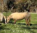Palomino filly (photo 1)