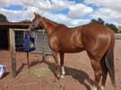 Thoughbred mare horse Ginger (photo 2)