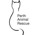 Koala- Perth Animal Rescue vet work inc cat/kitten | Cats & Kittens ...