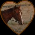 Thoughbred mare horse Ginger (photo 3)