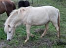 Palomino Welsh Mountain Pony Filly (photo 2)