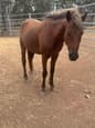 Horses for sale see details (photo 3)