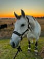 Companion horse (photo 1)