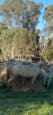 Palomino filly (photo 2)
