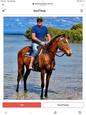 Harley, quiet ,safe ,Gelding (photo 1)