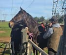 Beautiful Standard bred mare (photo 2)