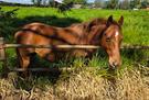 Horse for sale (photo 3)