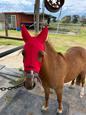 Shetland pony (photo 2)