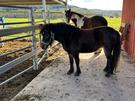 Will make a lovely kids pony (photo 2)