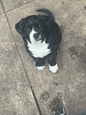 Neopolitian mastiff x akida | Dogs & Puppies | Gumtree Australia ...