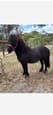 Shetland Pony (photo 1)