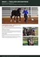 Clydesdale Cross Filly Horse (photo 3)