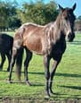THB mare project (photo 2)