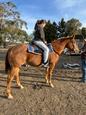 Solid Chestnut Appaloosa (photo 1)